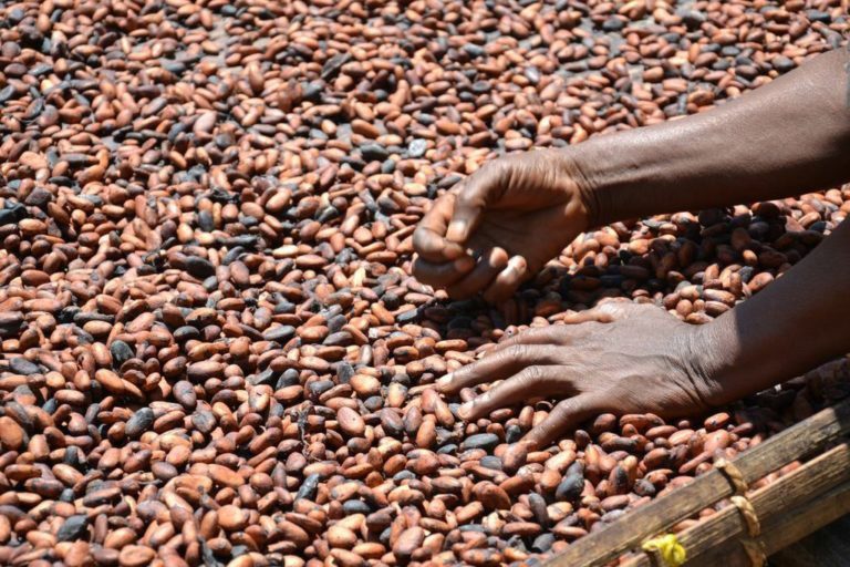 Ghana Cocoa Board Closes 2018/19 Main Crop Purchasing Season Cocoa Post