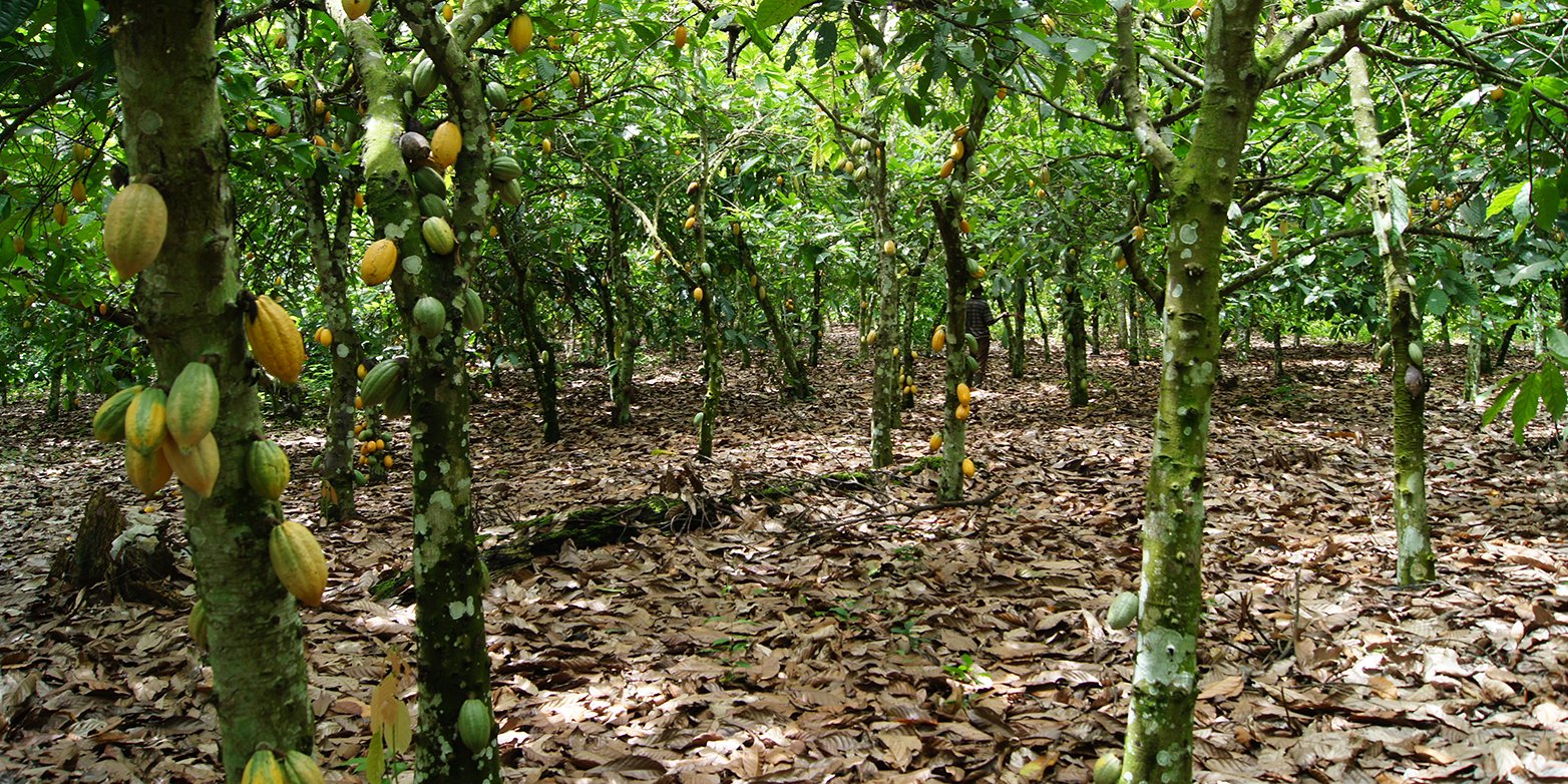 Bitter Chocolate Deforestation in the Ivory Coast Cocoa Post