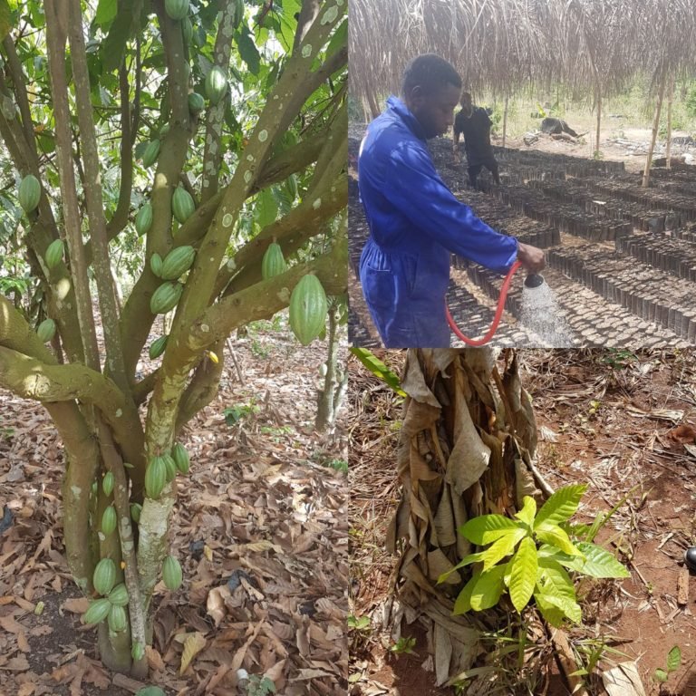 Ghana's COCOBOD Ups Incentive Package for Cocoa Farm Rehab Program