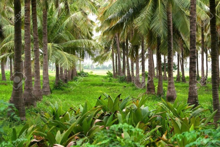 Diversify Your Farms to Include Oil Palm and Coconut Aside Cocoa Best