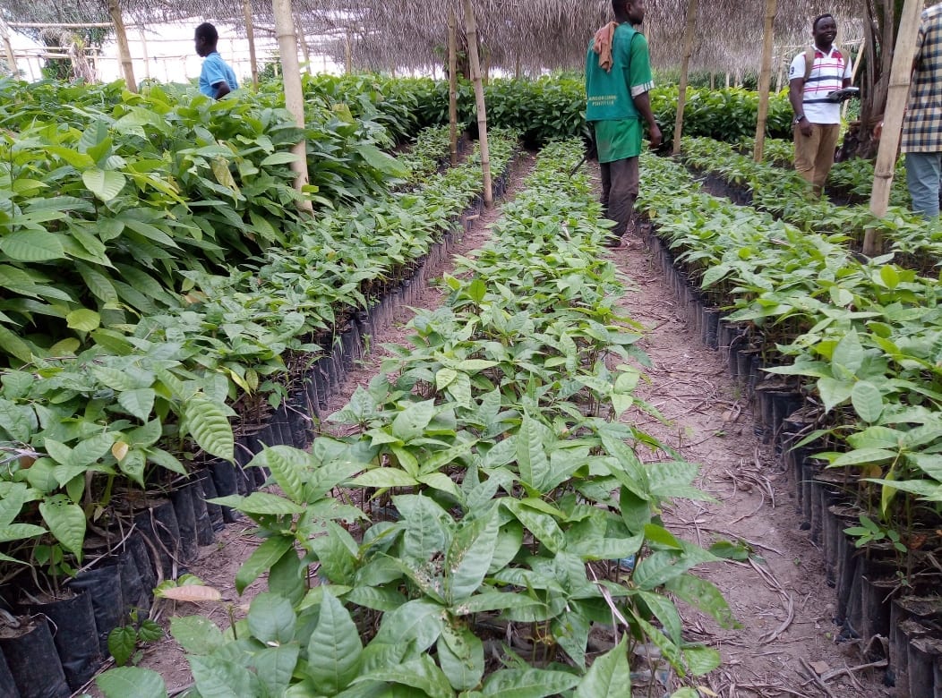COCOBOD to Distribute 60 Million Hybrid Seedlings to Farmers Cocoa Post