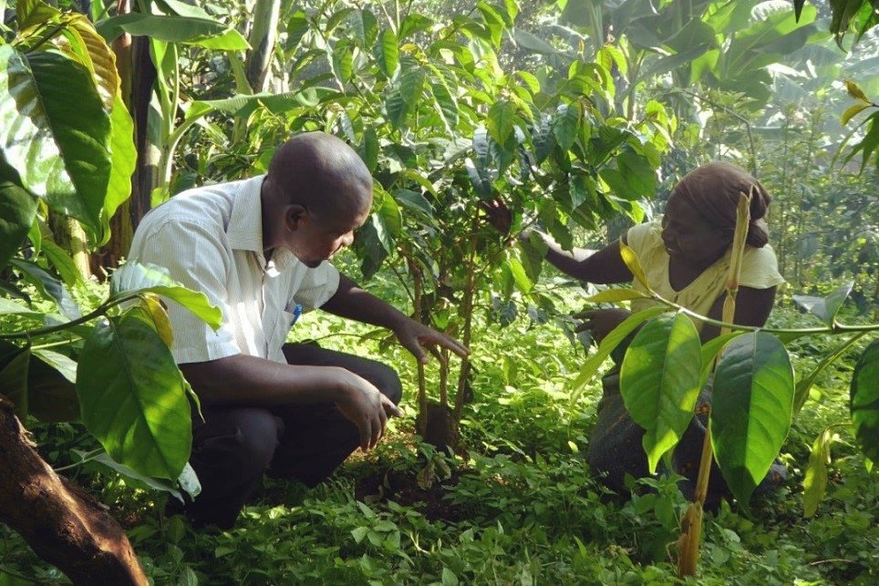 Joint Learning Encourages Sustainable Coffee Sector Growth Cocoa Post