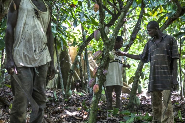 Ivory Coast Cocoa Farmers Upbeat Of Good Main Crop Following Rains ...