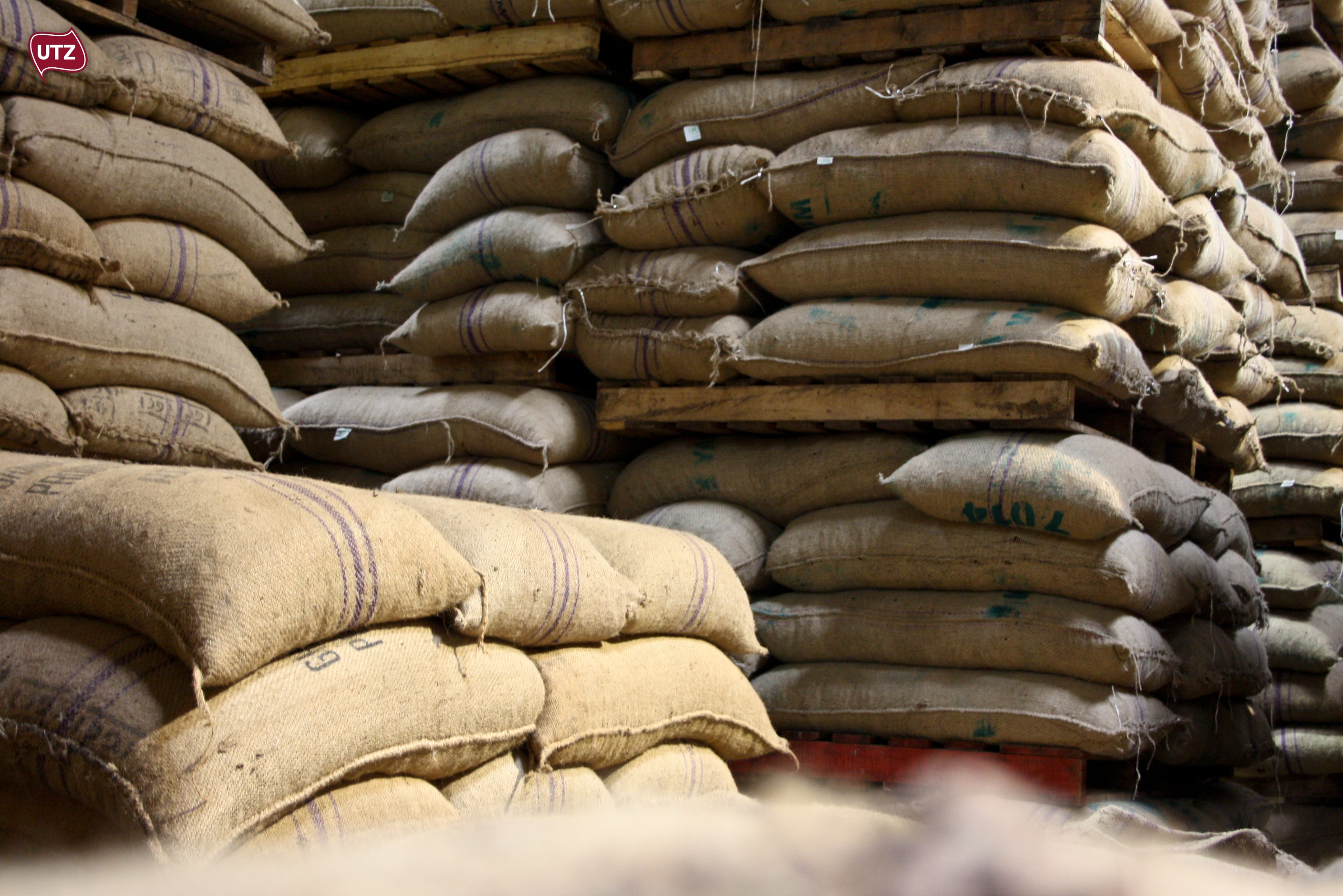 Ghana Cuts 2019/2020 Cocoa Crop Projection to 850k Tonnes Cocoa Post