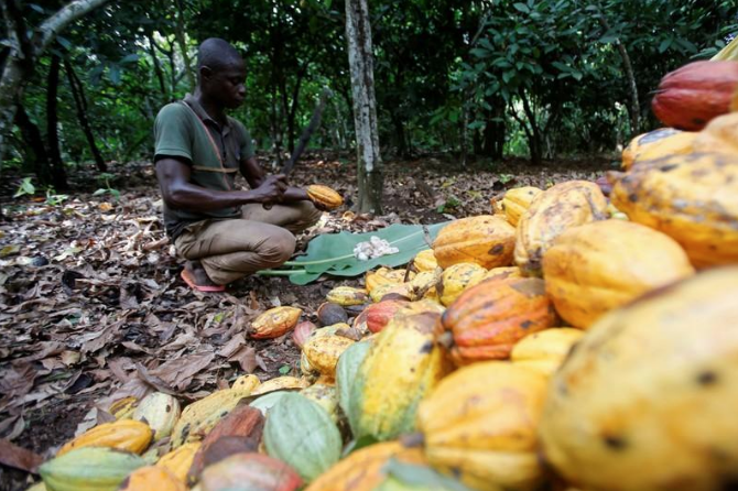 Cocoa Farmers Should Adopt Best Practices Ched Cocoa Post 4371