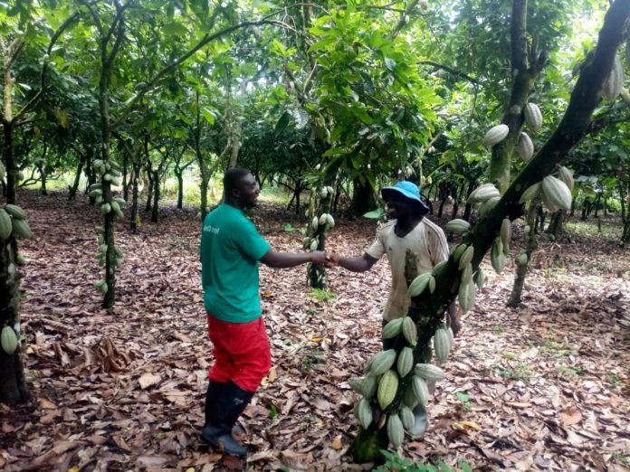 Ghana's Free Cocoa Farm Pruning Programme Begins Cocoa Post