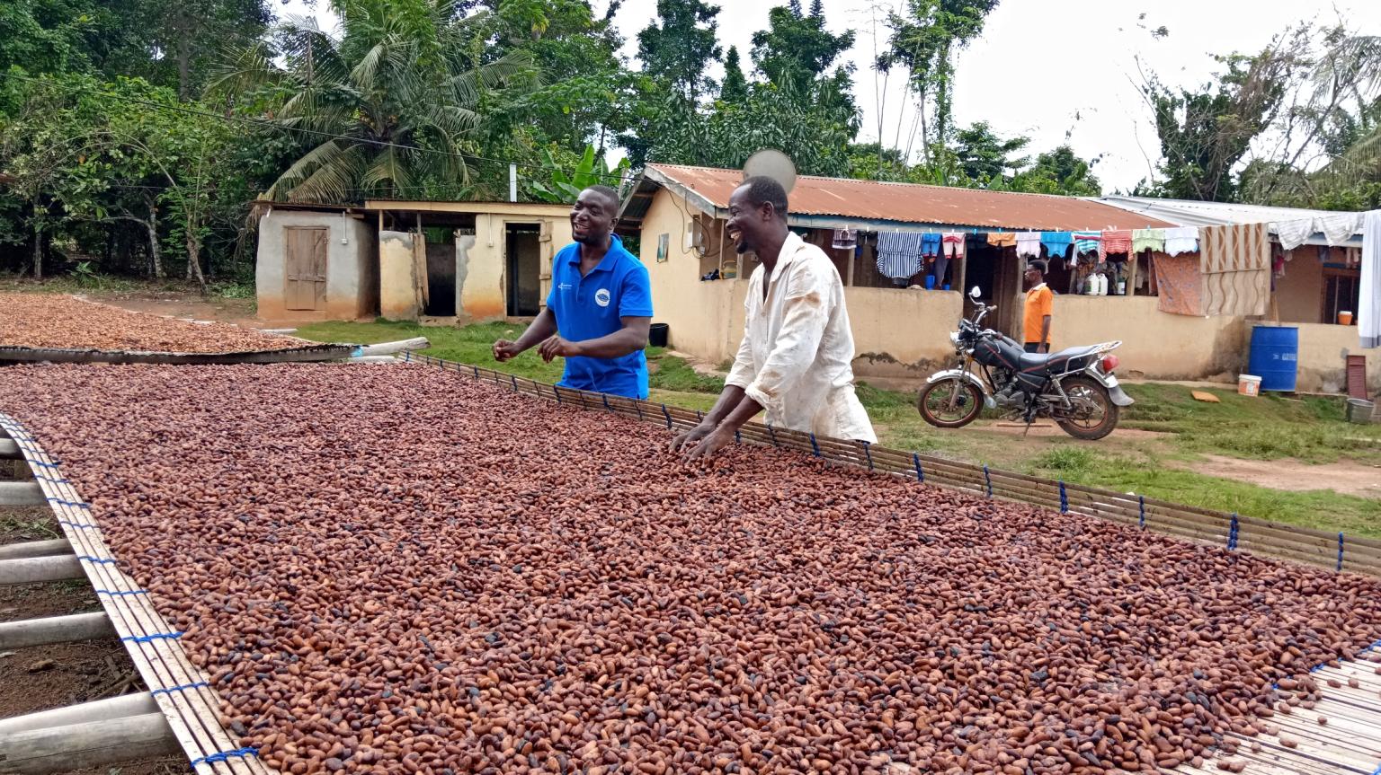 Ghana Cocoa Already Selling at New Increased Prices for 2020/21 Crop