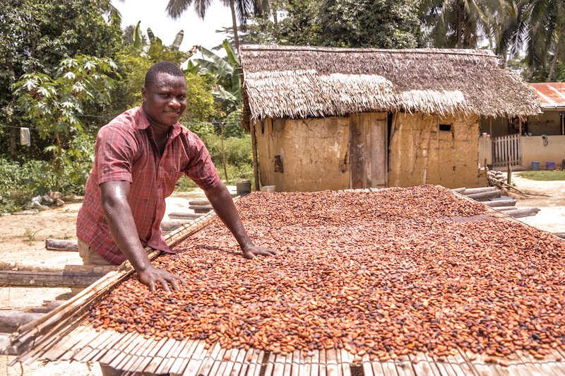 Ghana Cocoa Sector Needs Active Youth Involvement to Fully Develop