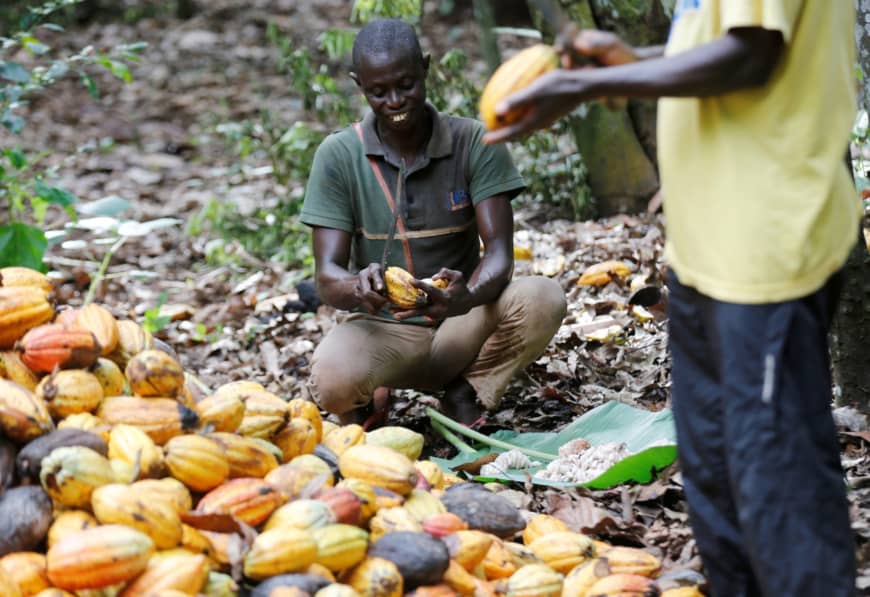 Ivory Coast 20192020 Crop To Hit 17m Tonnes Cocoa Post 5978