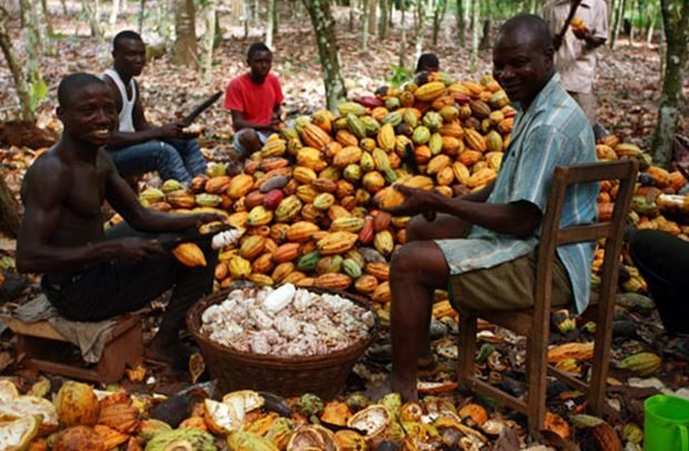 Ghana, Cote d'Ivoire Turn Attention to Certification  Cocoa Post