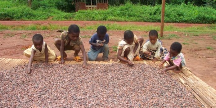 When Cocoa “Child Labour” In Ghana Is NOT Child Labour - Cocoa Post