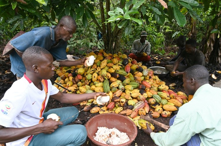 Cocoa Farming South Africa At Robert Whelan Blog