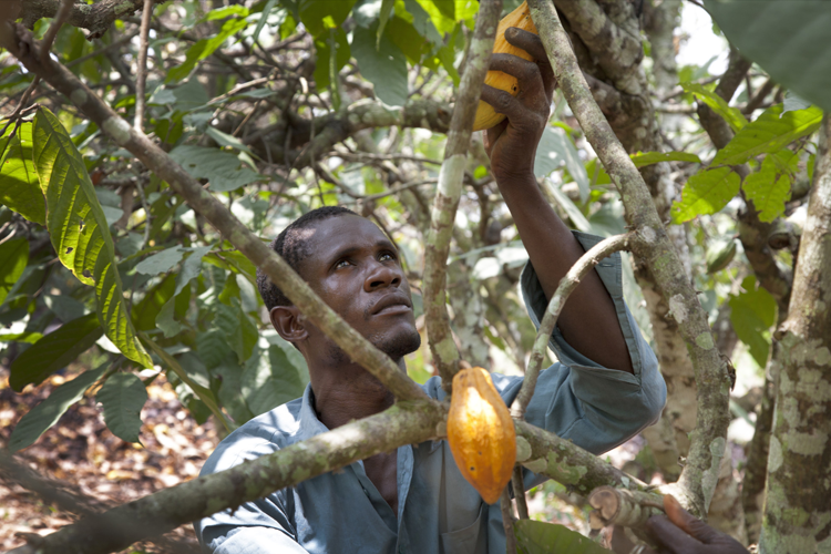 Ghana’s Cocoa Industry Is Under Threat Cocoa Post