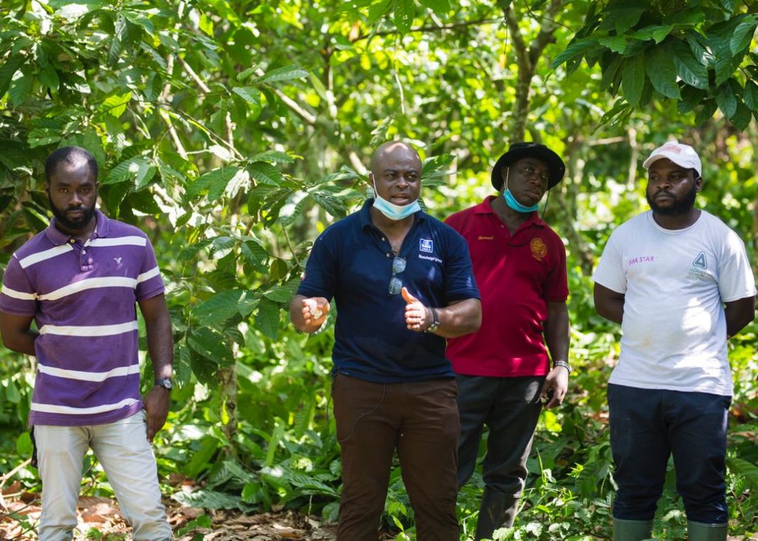 COCOBOD Confident of Higher Yield per Acre With Introduction of Mass