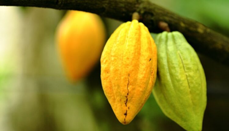 Cocoa Disease, cocoa news, wcf