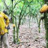 cocoa farming, Joseph Boahen Aidoo, COCOBOD,