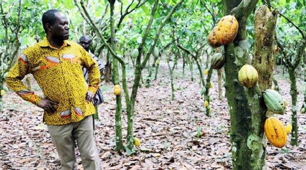 cocoa farming, Joseph Boahen Aidoo, COCOBOD,