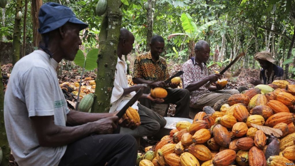 World Bank Pushes Urgent Reforms To Modernise Ivory Coast Cocoa Sector Cocoa Post 7778