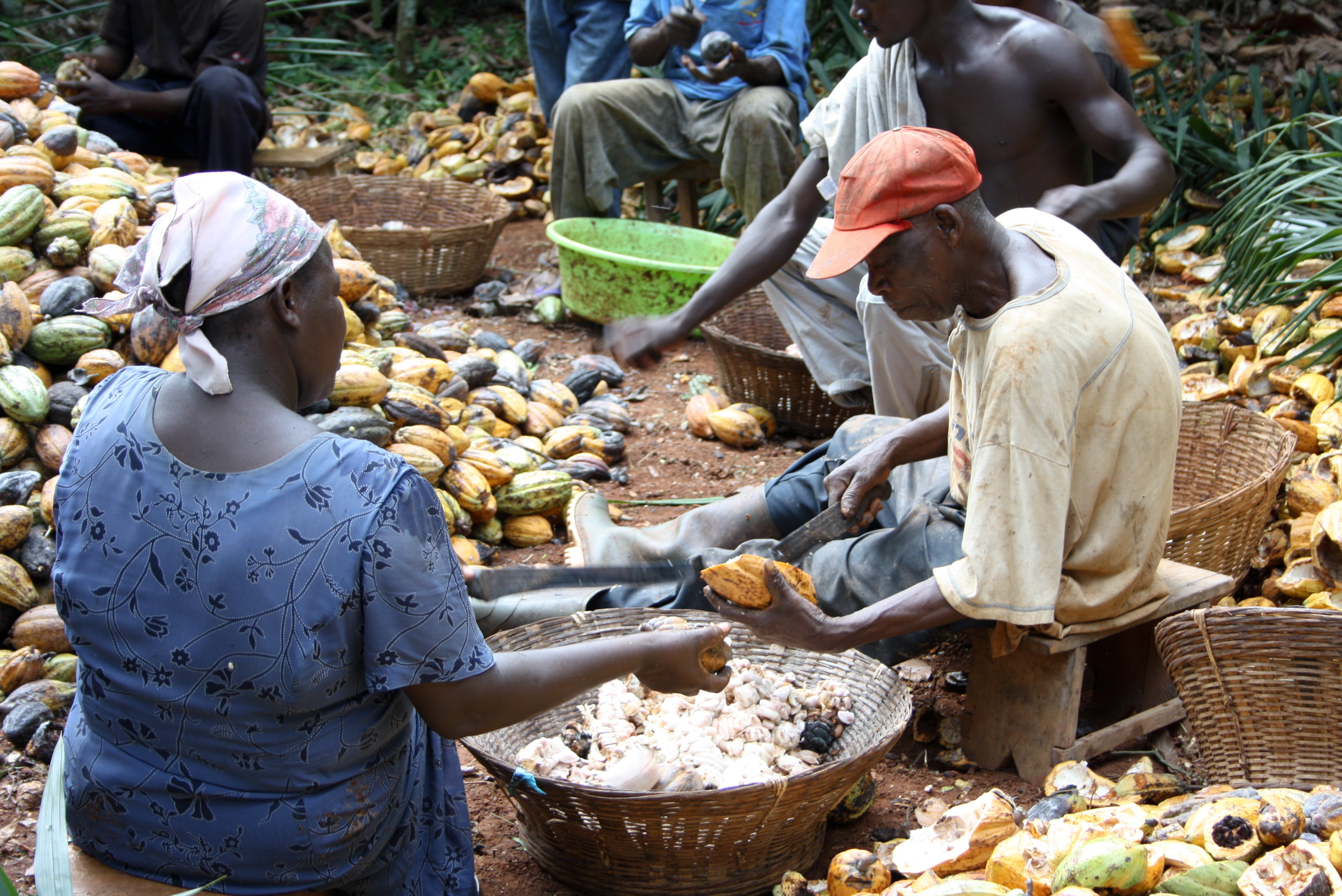 Cocoa Floor Price Civil Society Group Commends COCOBOD Cocoa Post