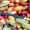 World Cocoa farmers, Cocoa price, 2024/25 cocoa season, Cocoa producer price, Ghana Cocoa Board, Farmgate price, Smuggling, Illegal mining, Galamsey, Joseph Boahen Aidoo, Bryan Acheampong, Ministry of Food and Agriculture,