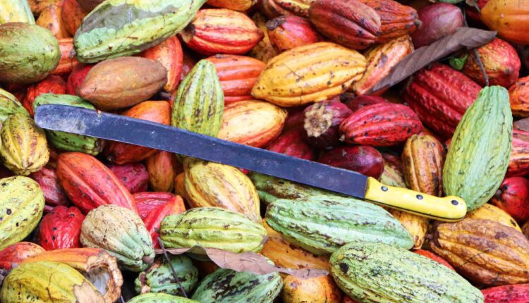 World Cocoa farmers, Cocoa price, 2024/25 cocoa season, Cocoa producer price, Ghana Cocoa Board, Farmgate price, Smuggling, Illegal mining, Galamsey, Joseph Boahen Aidoo, Bryan Acheampong, Ministry of Food and Agriculture,