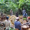 Living Income Differential, LID, cocoa,