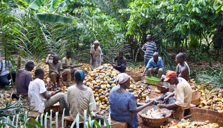 Living Income Differential, LID, cocoa,