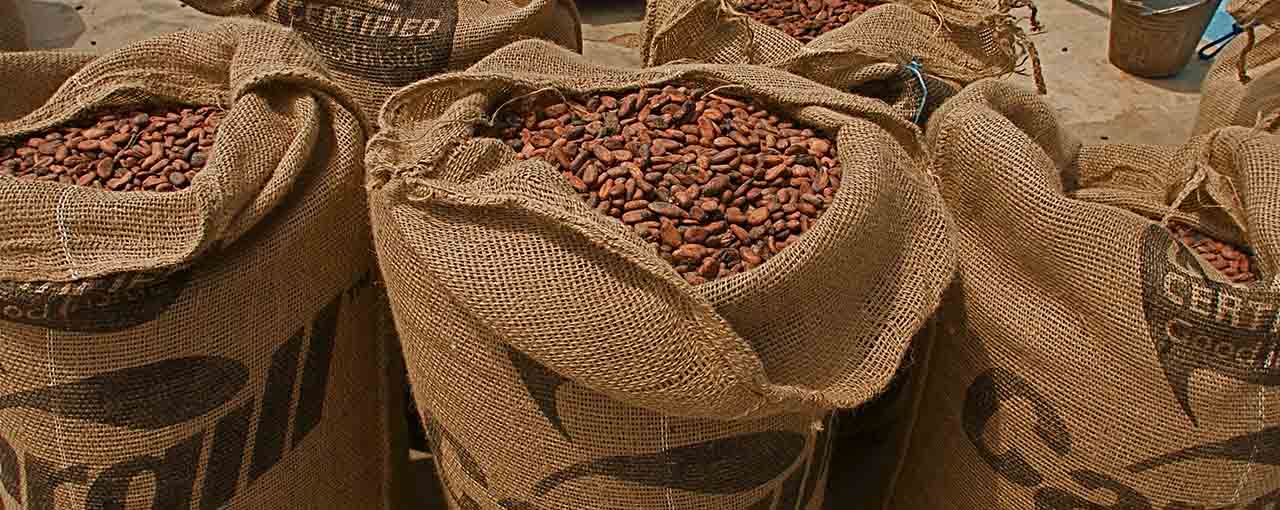 COCOBOD Bans Incentives Paid to Farmers per Bag of Cocoa Sold Cocoa Post
