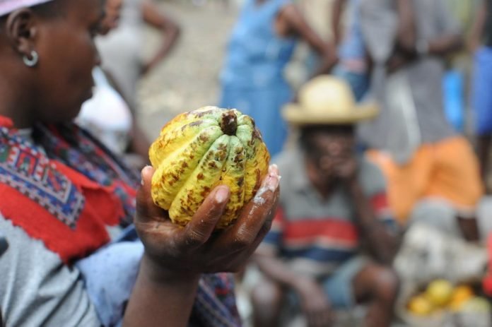 Haiti And Dominican Republic Join Forces To Tackle Cocoa Cultivation