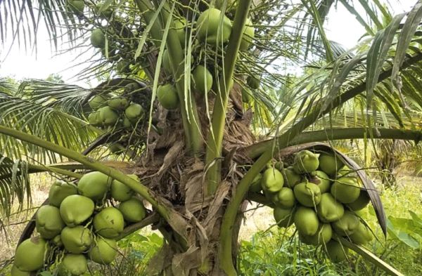 coconut industry