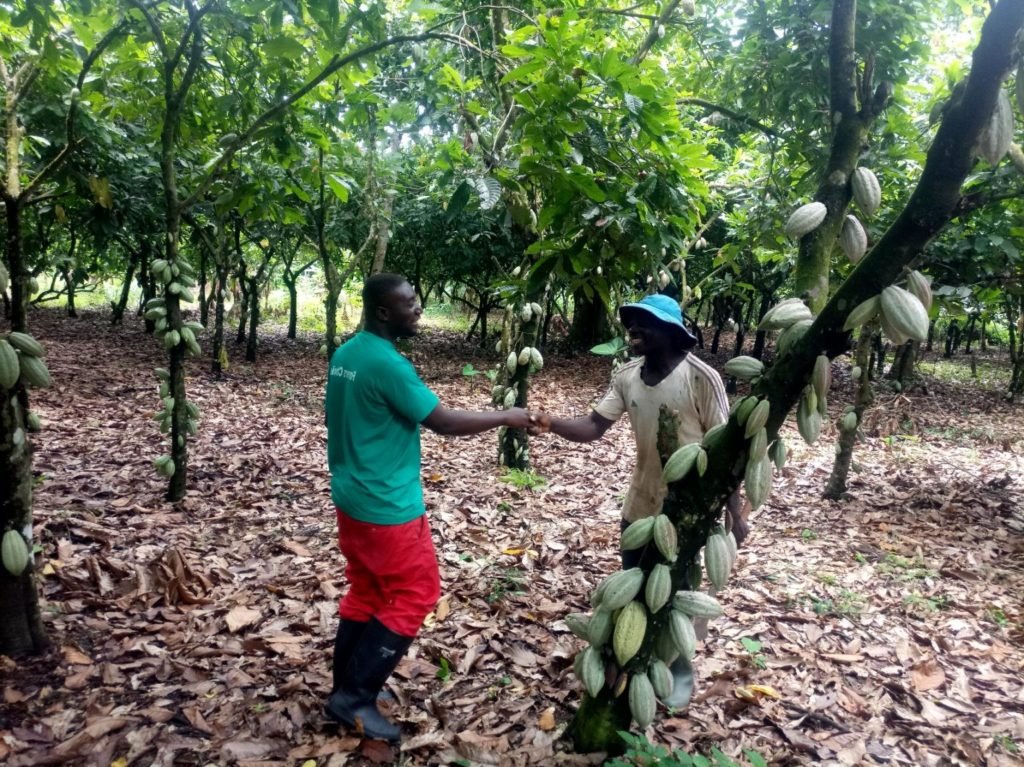 Turn to Cocoa Farming COCOBOD to Ghanaians Cocoa Post