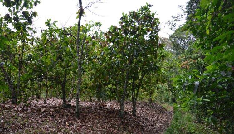 Cocoa Forest,