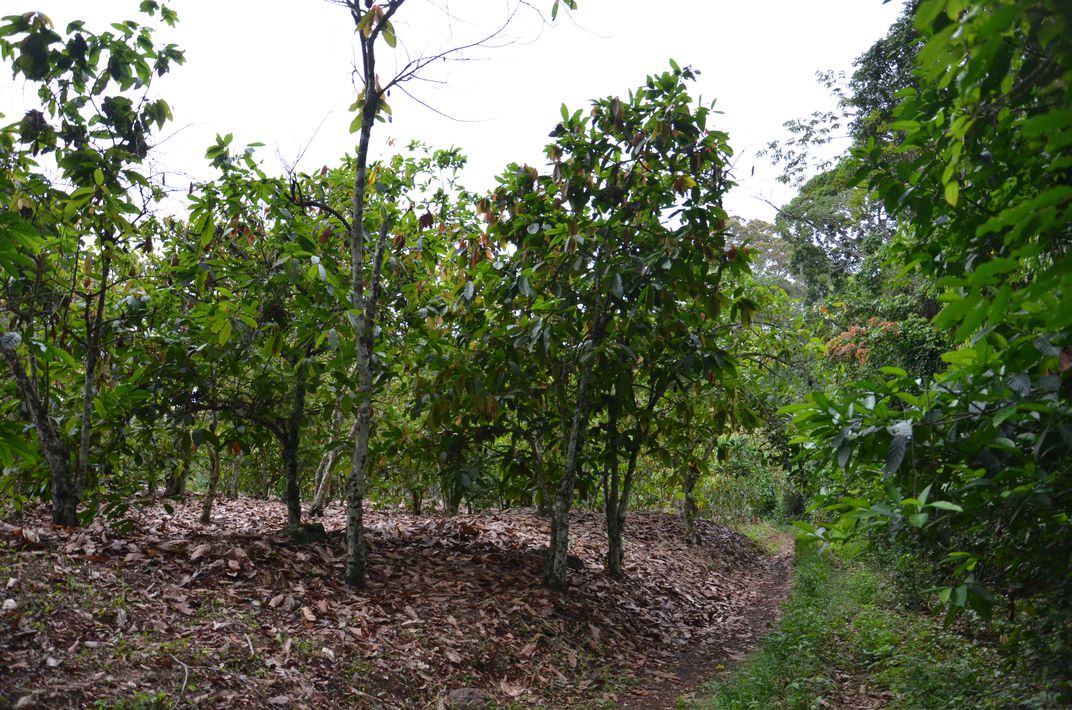 Cocoa Forest,