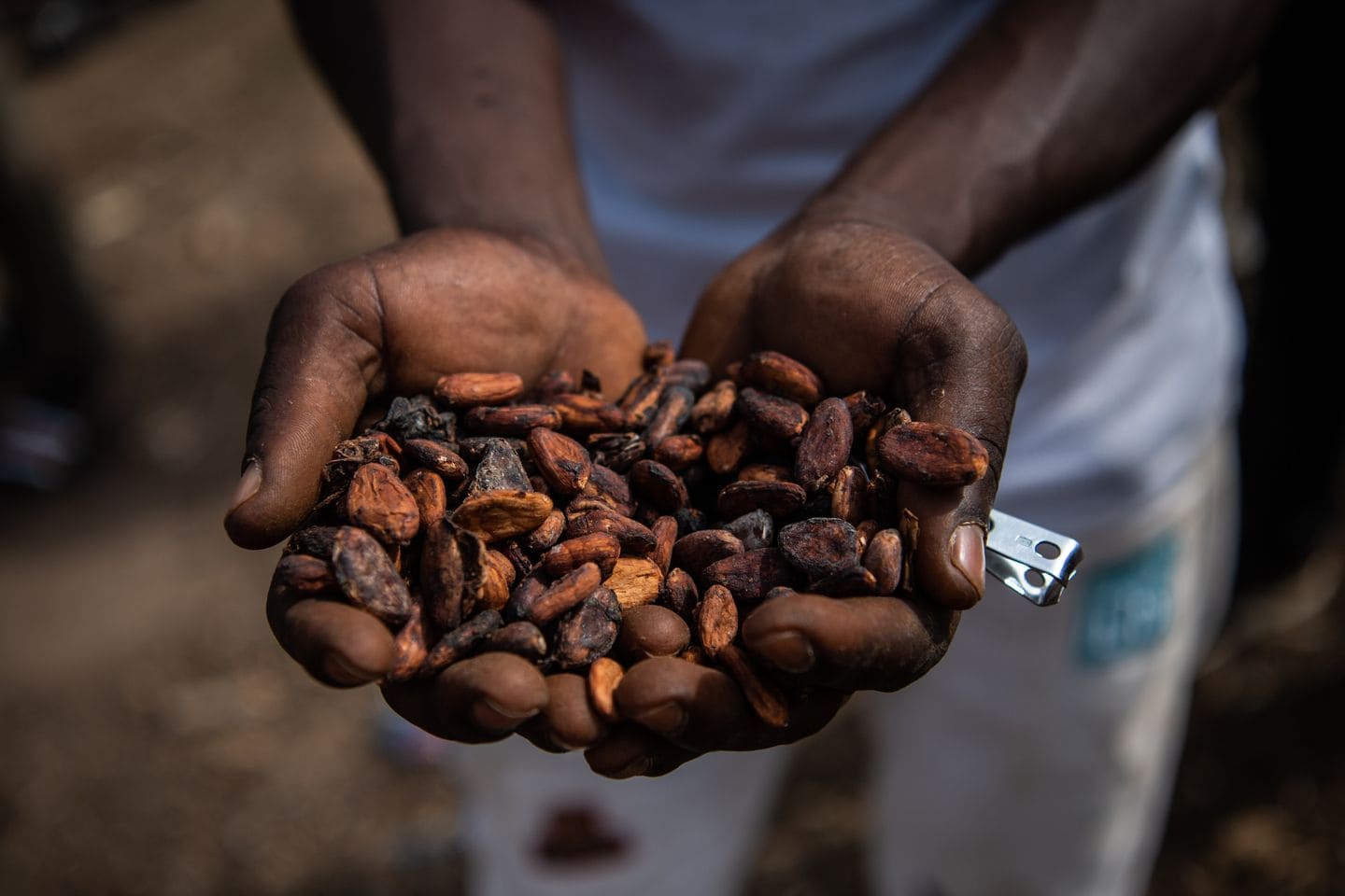 UTZ Cocoa Certification Audits Reveal More Work to be Done in
