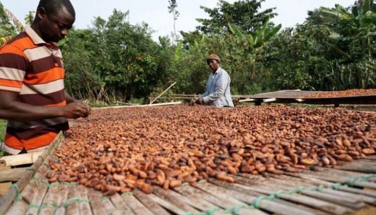Sustainability, cocoa, cocobod, ccc, Ghana, Ivory Coast,