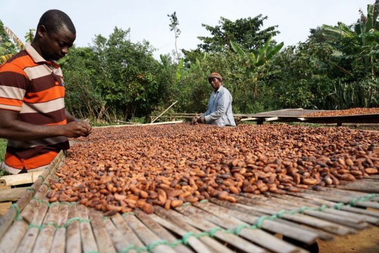 Sustainability, cocoa, cocobod, ccc, Ghana, Ivory Coast,