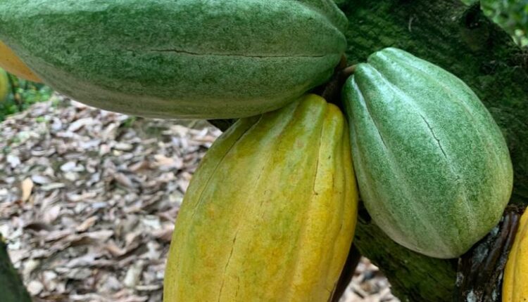 Productivity enhancement, PEPs, Productivity Enhancement Programme, COCOBOD, Cocoa Post,