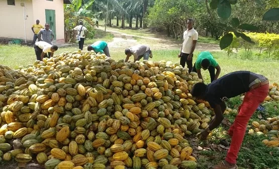 PBC farmers, Cocoa Farmers Pension Scheme, Ghana Cocoa Board, Cocobod,