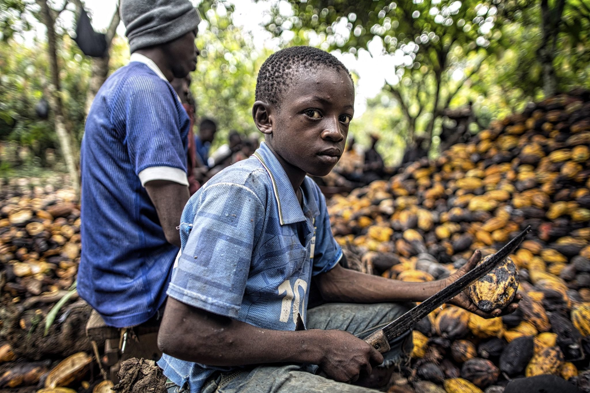 Harnessing The Socio Economic Benefits Of Children Helping On Cocoa 
