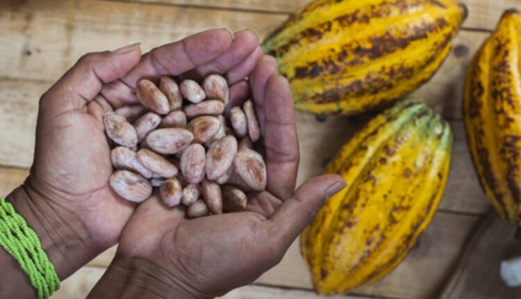 Real Sustainability, cocoa news,
