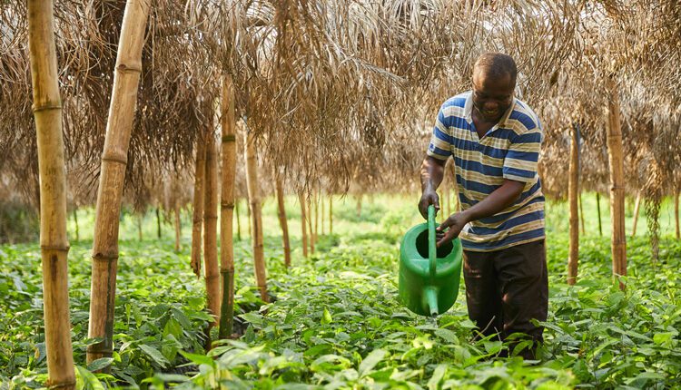 protecting forests, cocoa news,