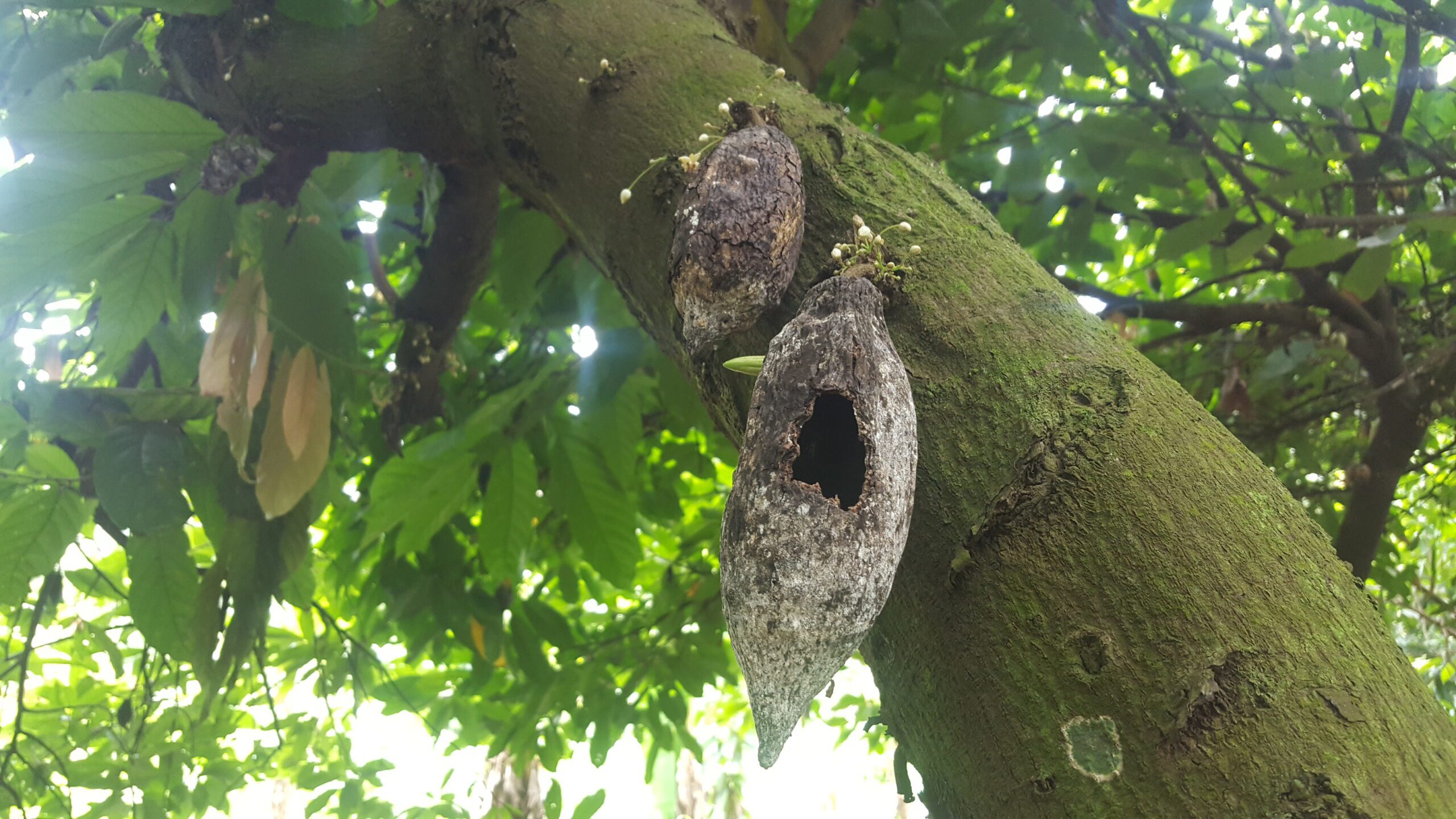 cocobod loan, cocoa tree