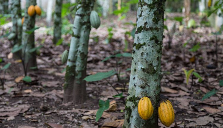 West Africa, cocoa news, cocoa farm