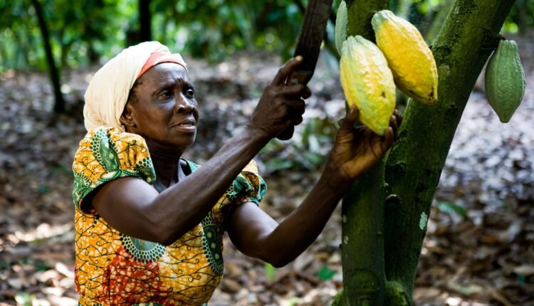 Cocobod loan, syndicated loan, thecocoapost.com