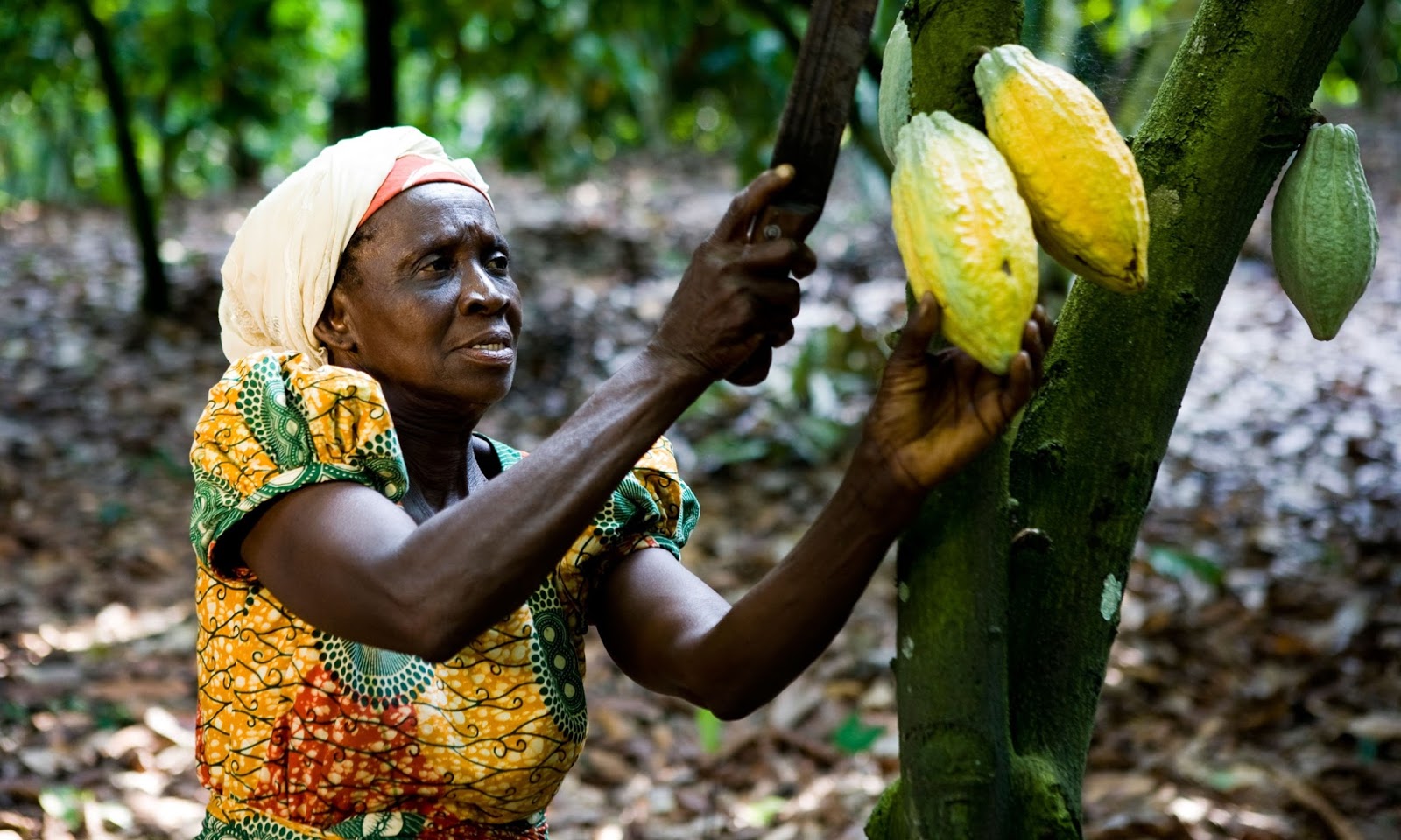 Cocobod loan, syndicated loan, thecocoapost.com