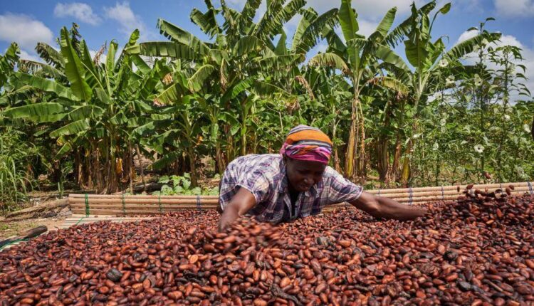 Fairtrade, cocoa farmer,