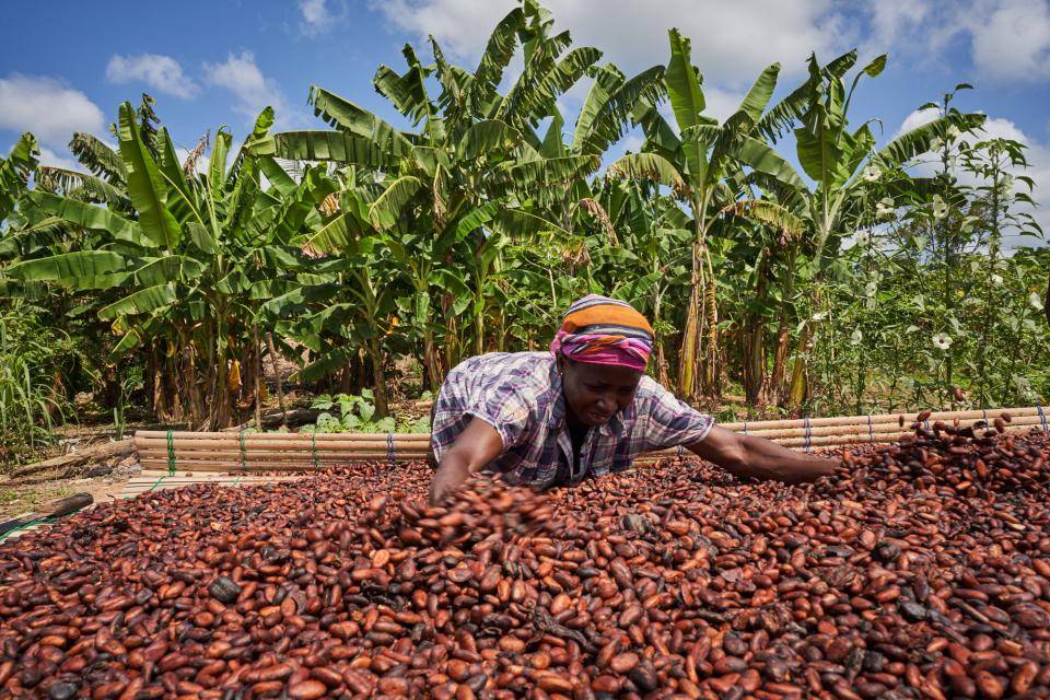 Fairtrade, cocoa farmer,