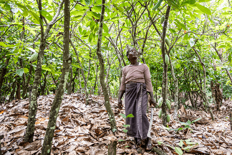 cocoa land, Ghana cocoa,