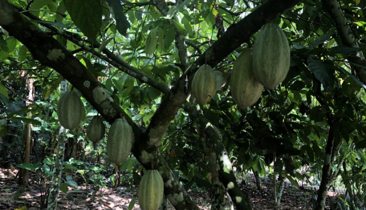 Ivory Coast Cocoa Farmers Say More Rains Needed To Boost Crop Cocoa Post 9152