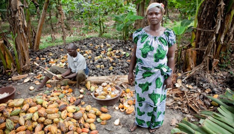 LID Tariff, cocoa price,